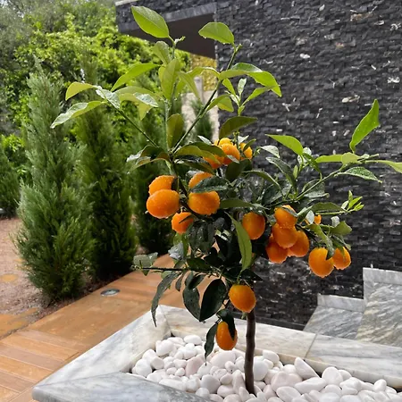 Hotel Viola 4*